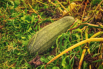 Green zucchini in the field.