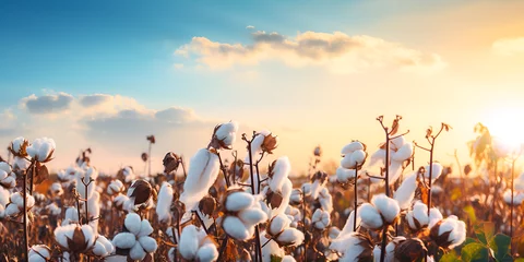 Fotobehang Cotton field at sunrise or sunset background Golden Hour in the Cotton Fields AI Generative   © Faiza