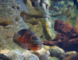 Paris Aquarium, France, The oscar is a species of fish from the cichlid family known under a...