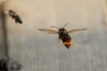 Asiatische Hornisse (Vespa velutina) Flugaufnahme