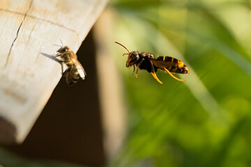Asiatische Hornisse (Vespa velutina) bei der Jagd auf Honigbienen am Bienenstand