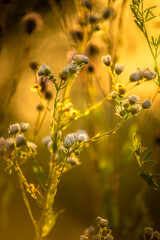 Macro grass in summer morning lights . Golden and yellow colors 