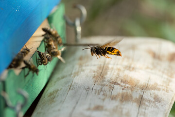 Asiatische Hornisse (Vespa velutina) bei der Jagd auf Honigbienen am Bienenstand