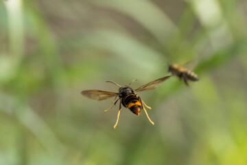 Asiatische Hornisse (Vespa velutina) Flugaufnahme