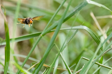 Asiatische Hornisse (Vespa velutina) Flugaufnahme