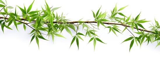 Isolated bamboo branches on white background for design purposes