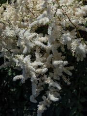 Close-up of the False goatsbeard (Astilbe x arendsii) 'Ellie' flowering with erect panicles of...