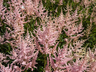 Close-up of the False goatsbeard (Astilbe x arendsii) 'Erica' flowering with pale heather pink...