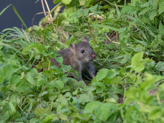 Common rat (Rattus norvegicus) with dark grey and brown fur among green leaves with focus on black eye