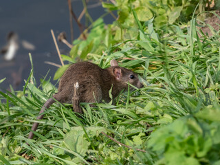 Common rat (Rattus norvegicus) with dark grey and brown fur among green leaves