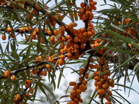 Sea buckthorns, sandthorn or seaberry (hippophae) producing orange-yellow berries on tree branches in autumn. Ripe berries of sea-buckthorn.