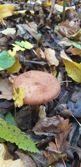 Mushrooms in autumn forest