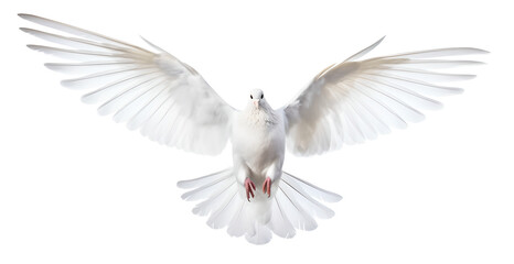 flying dove front view on isolated background - obrazy, fototapety, plakaty