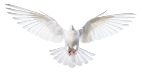 Foto op Plexiglas flying dove front view on isolated background © FP Creative Stock
