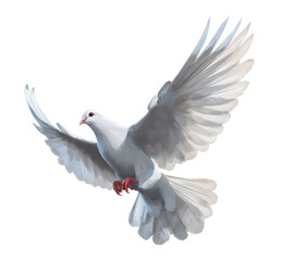 dove flying, isolated background