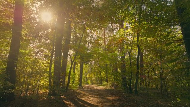 Sunny magical forest rays morning park autumn summer