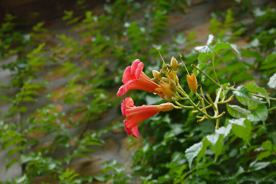 Campsis radicans, Jazm&iacute;n de Virginia en un d&iacute;a lluvioso