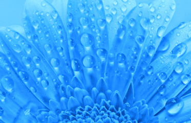 blue nature flower texture water drops - 651523832