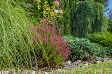 Matured Backyard Garden with Heathers and Other Plants