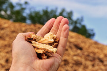 Biomass from wood wood chip holding in hand - 651524897