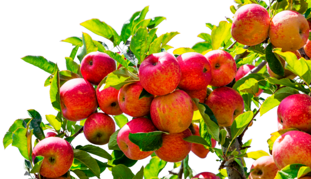 Apple tree branch with red apples and green leaves on transparent background.