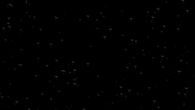 Flying dandelion background video 4k