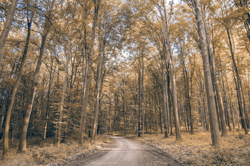 Autumn trees lining country road.