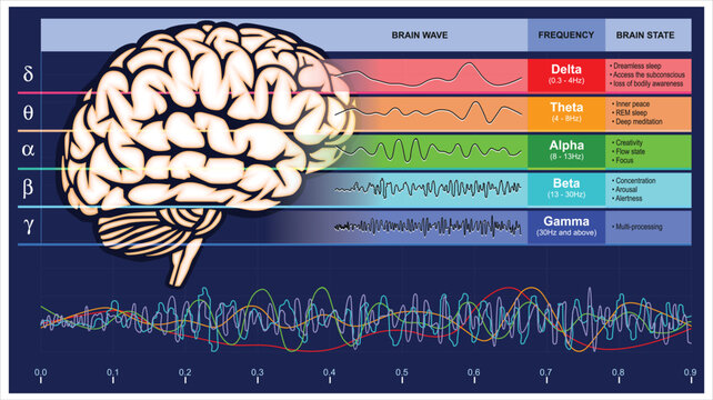 Brain wave function EEG chart, Different kinds of waveforms produced by brain activity Digital illustration.