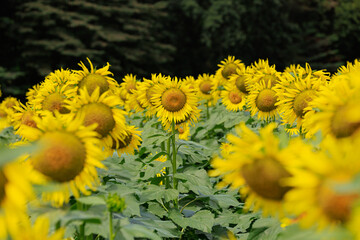 Fototapeta premium かみのかわサンフラワー祭り（栃木県上三川町）