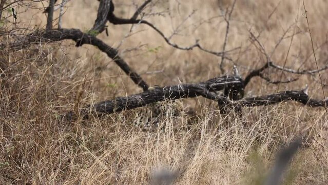 a Leopardess watching her cub hide behind a branch