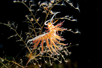 Flabellina mit blauen Spitzen - Flabellina goddardi