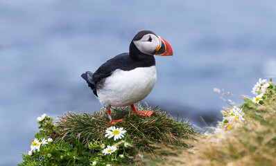 Cute Puffin surrounded by white flowers with the sea in the background, Latrabjarg, Westfjords,...