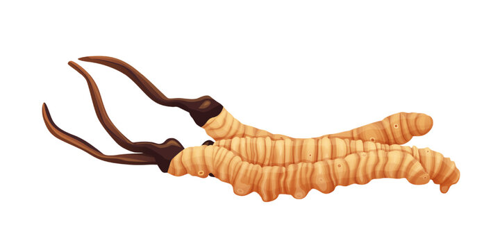 Cordyceps  vector illustration isolated on white background.Vector eps 10.