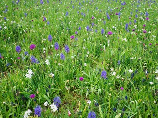 Wildblumen Wiese mit bunten Blüten 