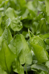Fresh leaves of sorrel closeup. Green background from sorrel leaves.