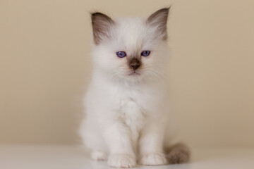 Sacred Birman kitten, birma on a light background