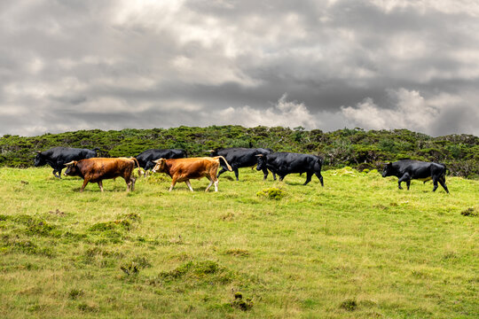 Touros bravos de lide soltos pelo campo