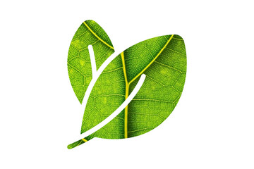 Green natural leaf drawing, vector.