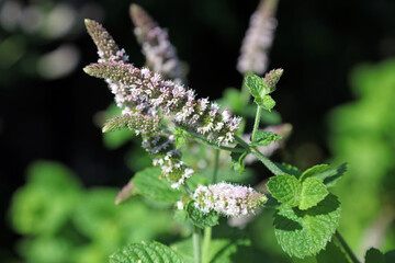 Closeup of Apple Mint blooms, Derbyshire England
