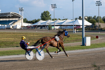 Racing horses trots and rider on a track of stadium. Competitions for trotting horse racing. Horses compete in harness racing. Horse runing at the track with rider.
