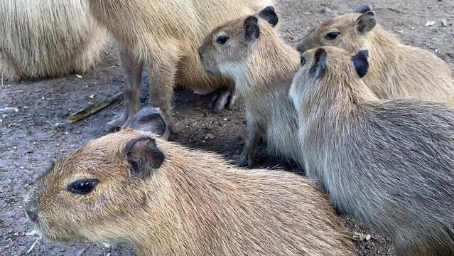 Closed up capybara brood and her cubs.