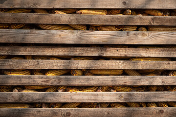old wooden barn filled with corn