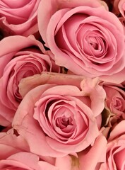 pink roses