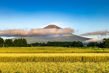 富士山と収穫期の稲が実る田んぼ
