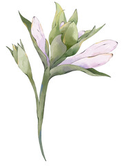 Watercolor floral illustration of hosta garden flower © yuliia lashevska
