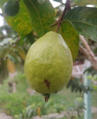 Fresh guava fruit hanging on the tree