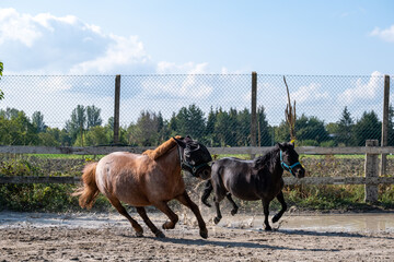 Two pony horses gallop in the paddock.
