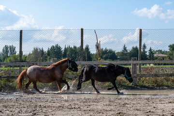 Two pony horses gallop in the paddock.
