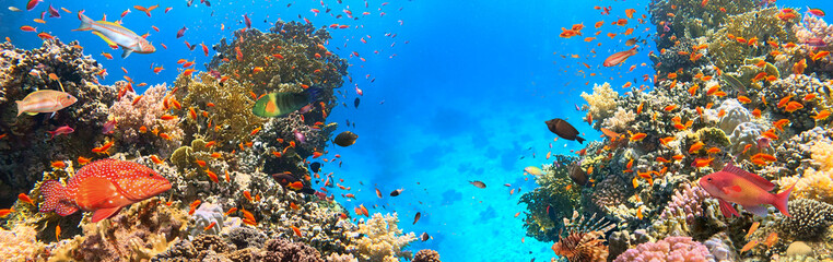 Underwater Tropical Corals Reef with colorful sea fish. Marine life sea world. Tropical colourful underwater seascape. - 651550670