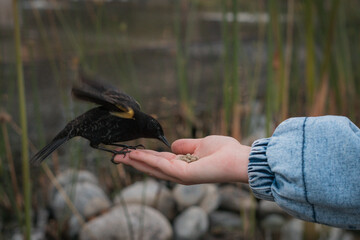 Pajarito silvestre comiendo de la mano